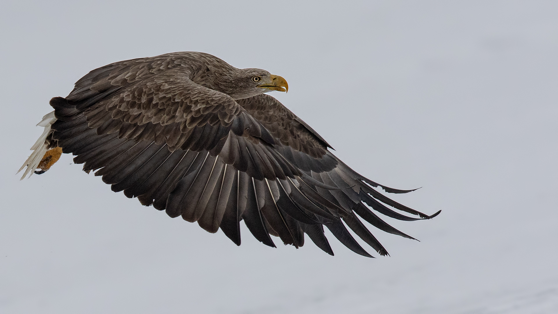 White-tailed Eagle